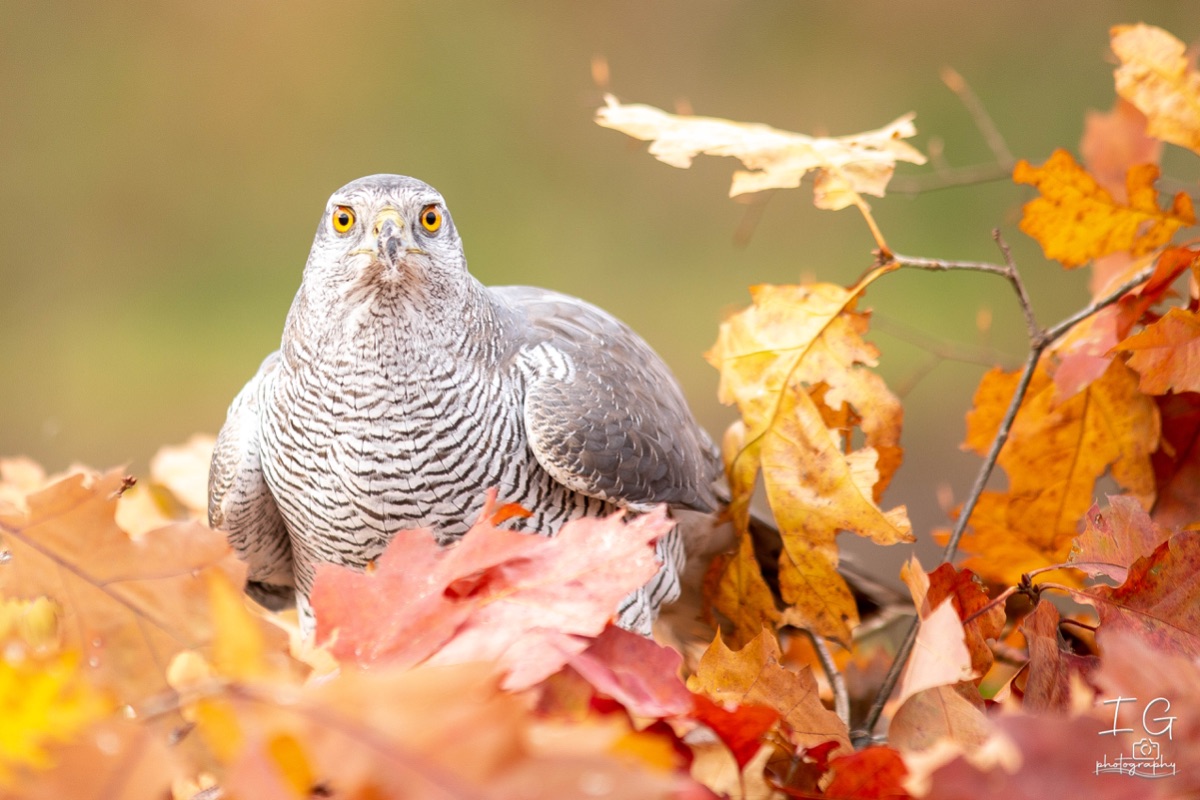  5D49666 31 oktober 2021 1511 04